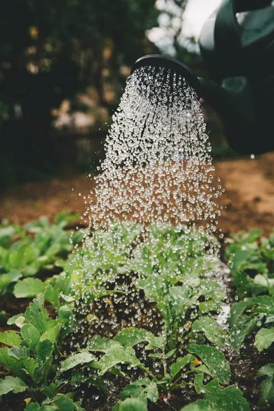 The Benefits of Sustainable Water Gardening in AustraliaIllustration