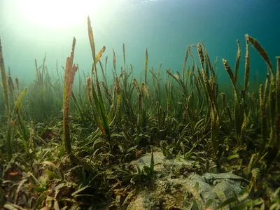 Top Native Aquatic Plants for Australian GardensIllustration