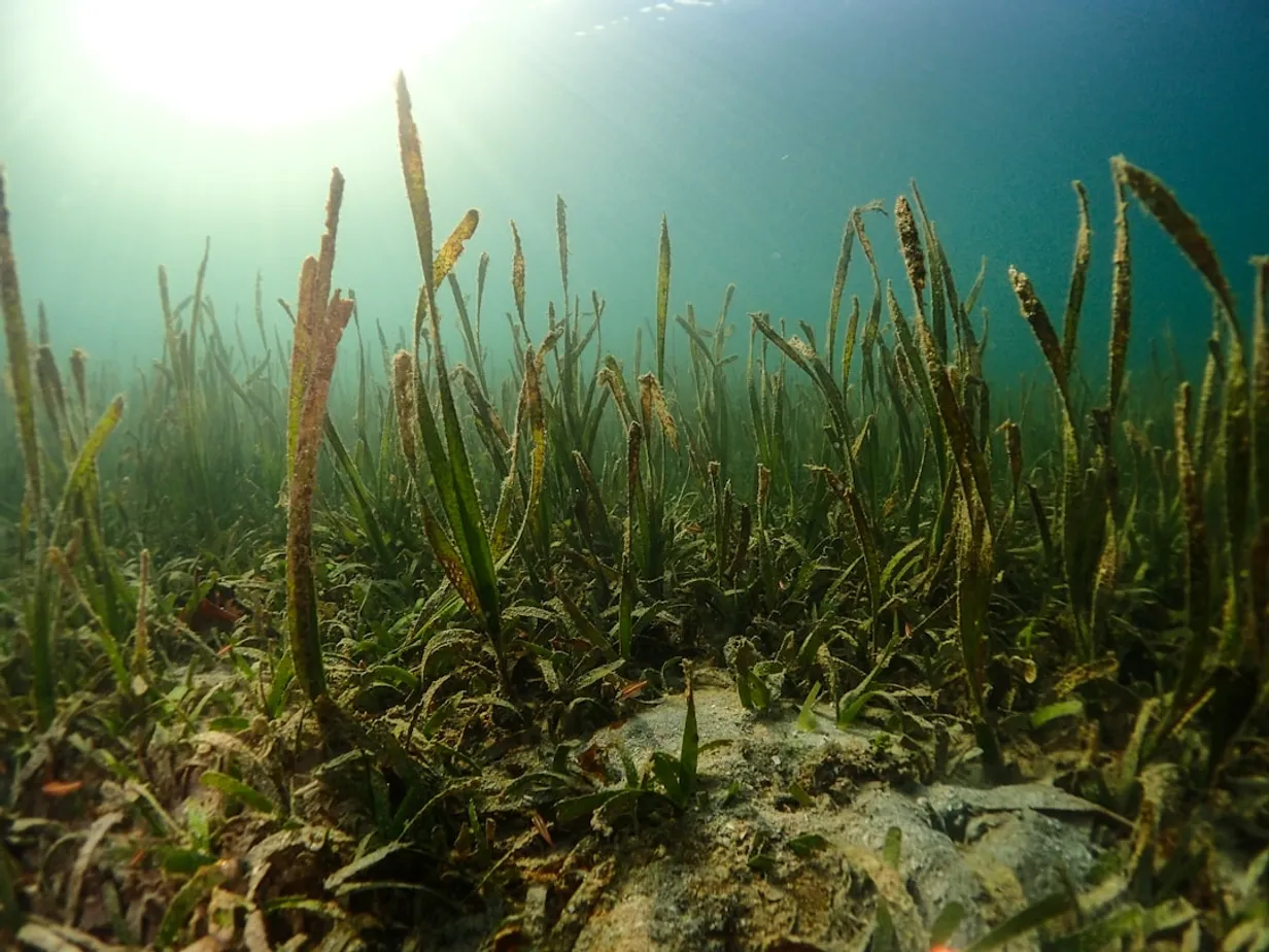 Top Native Aquatic Plants for Australian GardensIllustration