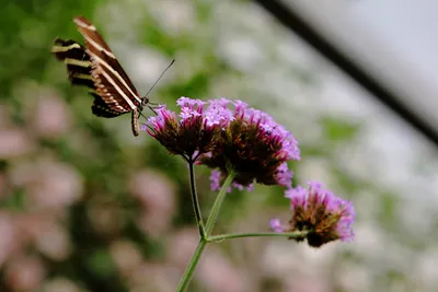 Creating a Butterfly Haven in Your Australian GardenIllustration