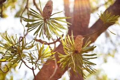 Incorporating Native Plants for a Sustainable Aussie GardenIllustration