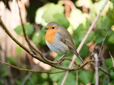 How to Attract Native Birds to Your Australian GardenIllustration