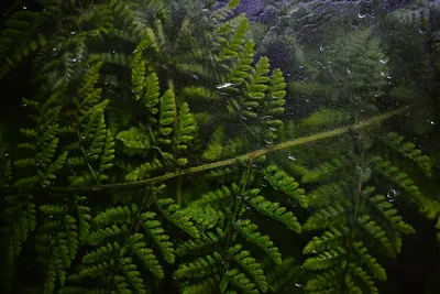 Harnessing the Beauty and Benefits of Australian Aquatic FernsIllustration