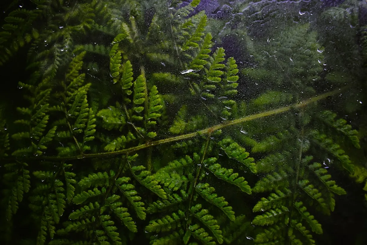 Harnessing the Beauty and Benefits of Australian Aquatic FernsIllustration