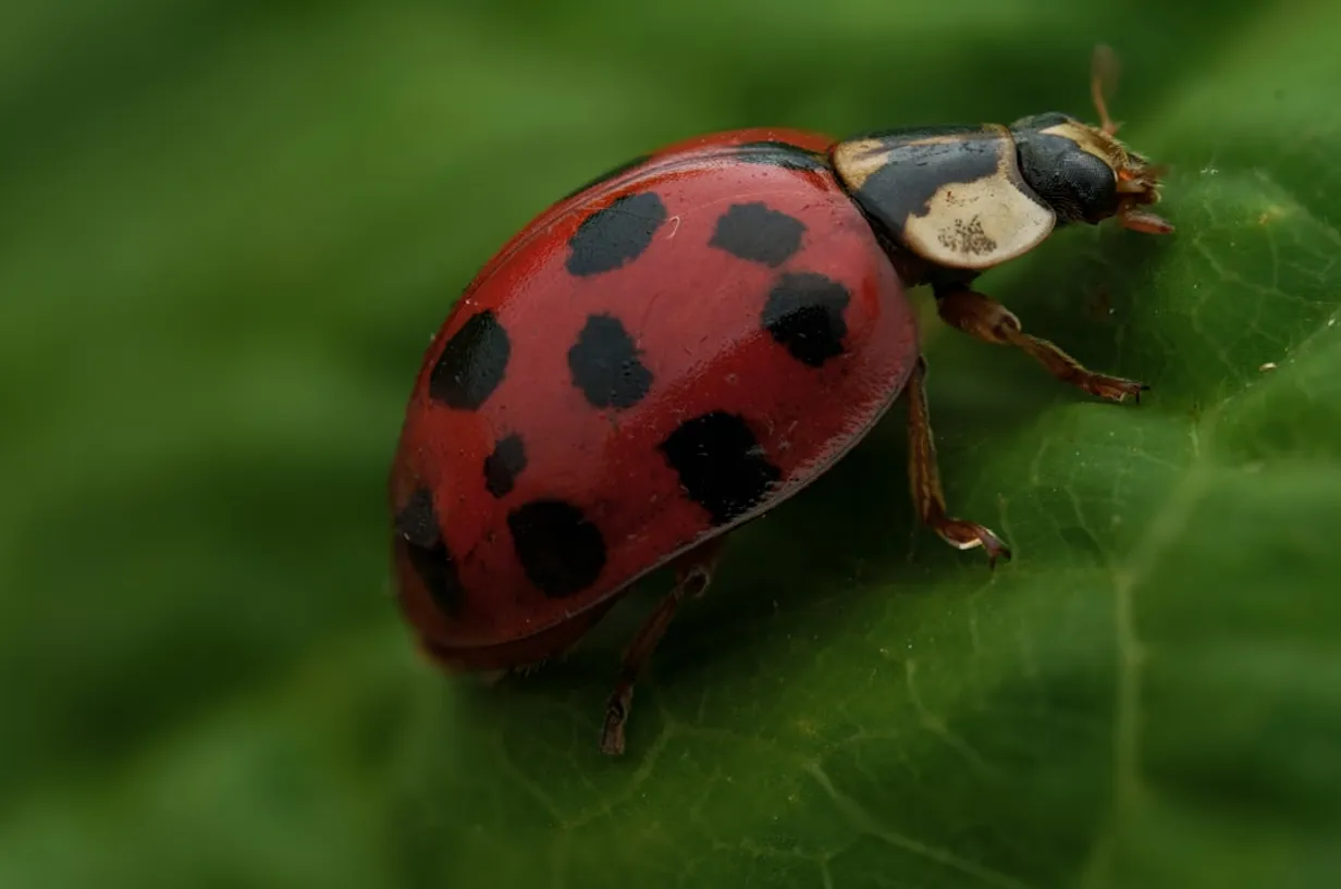 Embracing Beneficial Insects in Your Australian GardenIllustration