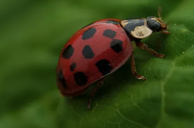 Embracing Beneficial Insects in Your Australian GardenIllustration