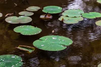 Choosing Native Plants for a Sustainable Water Garden in AustraliaIllustration
