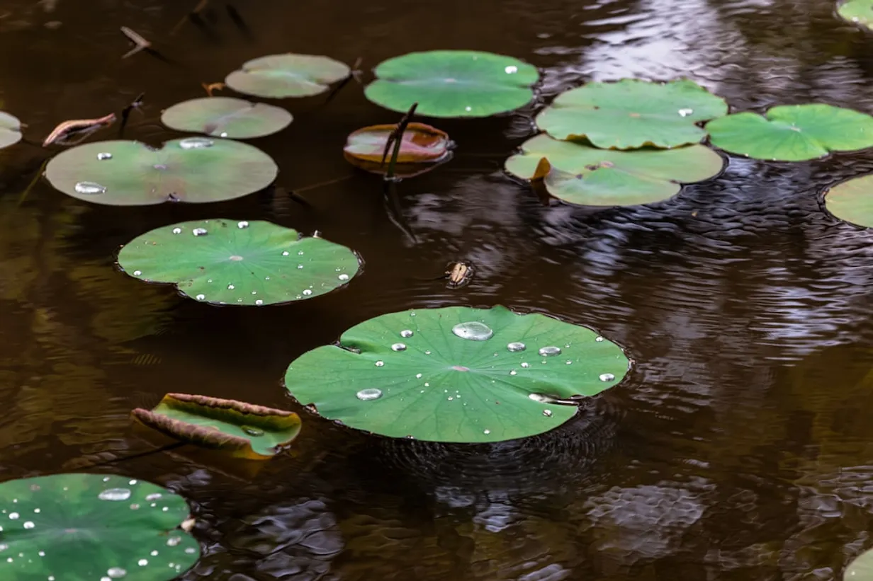 Choosing Native Plants for a Sustainable Water Garden in AustraliaIllustration