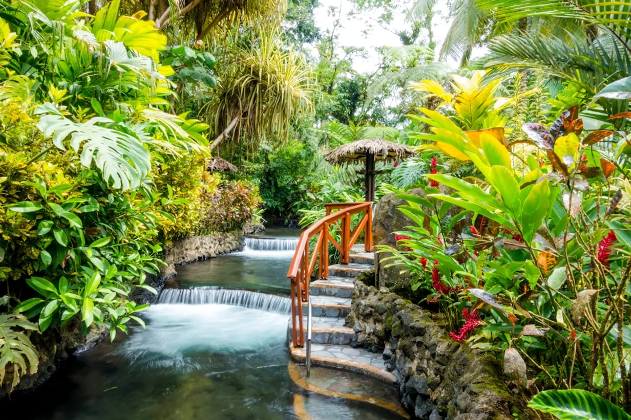 Cultivating Water-Wise Gardens with Native Australian Aquatic PlantsIllustration