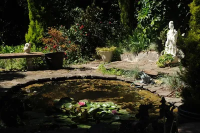 Designing a Frog-Friendly Garden in AustraliaIllustration