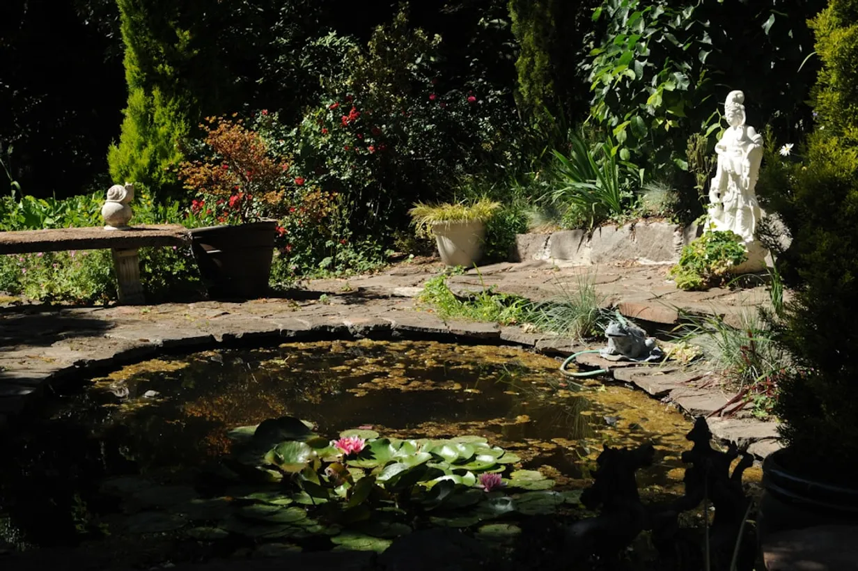 Designing a Frog-Friendly Garden in AustraliaIllustration