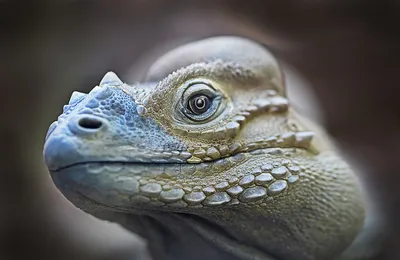 Crafting a Lizard Sanctuary in Your Australian GardenIllustration