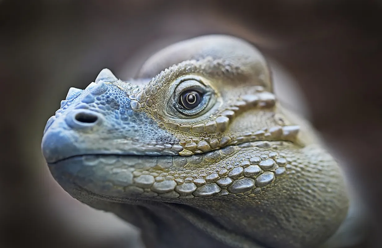 Crafting a Lizard Sanctuary in Your Australian GardenIllustration
