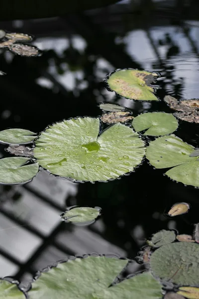 The Benefits of Native Aquatic Plants in Enhancing Your EcosystemIllustration
